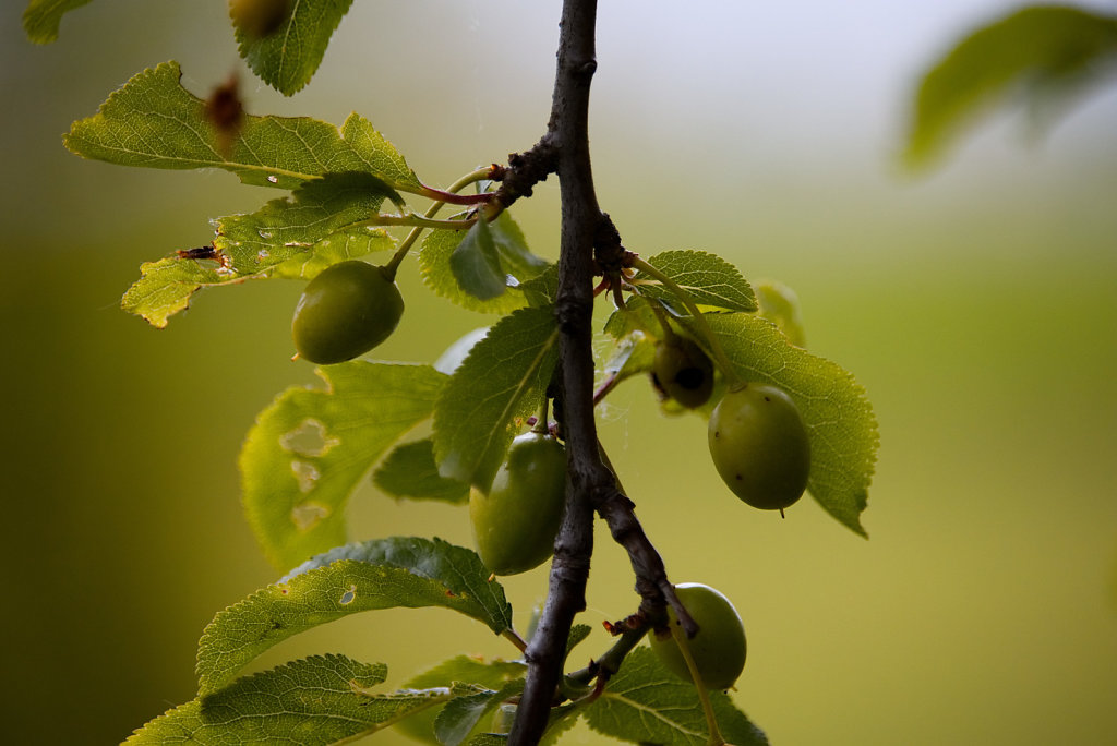 Třešně co chtěly být olivy